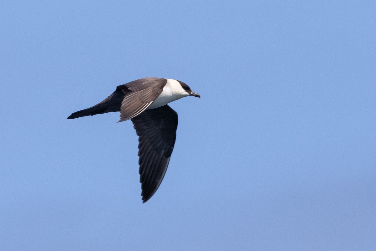 Long-tailed Jaeger - ML422824941