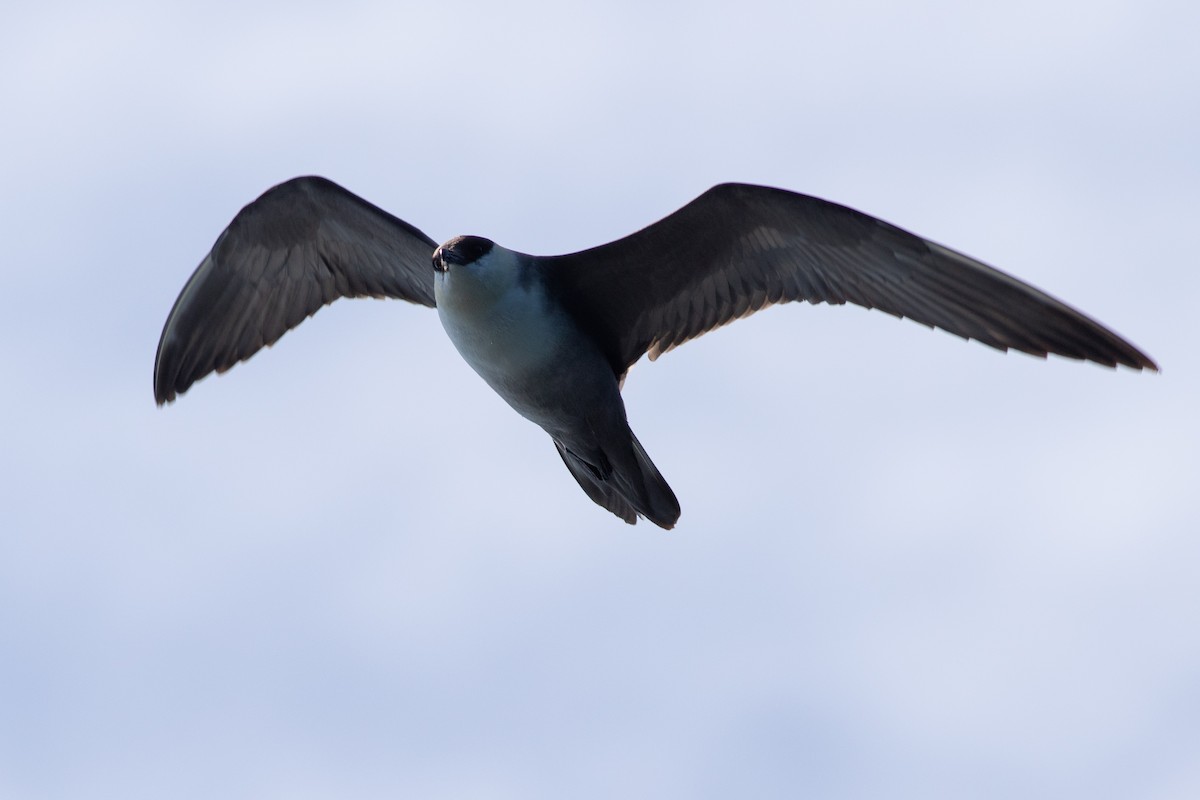 Long-tailed Jaeger - ML422824991