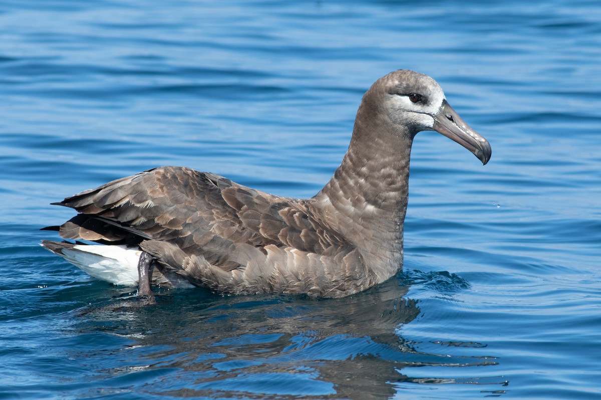 Black-footed Albatross - Rob Fowler