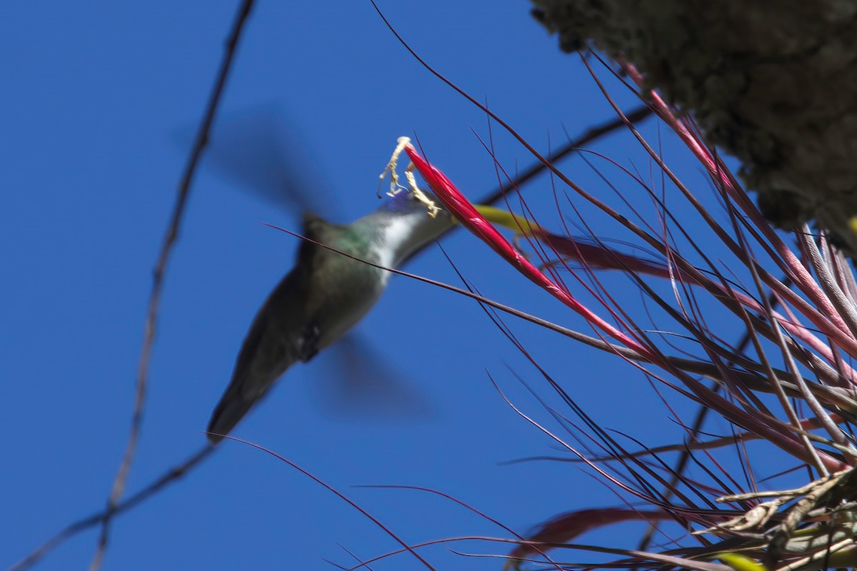Azure-crowned Hummingbird - ML422826751