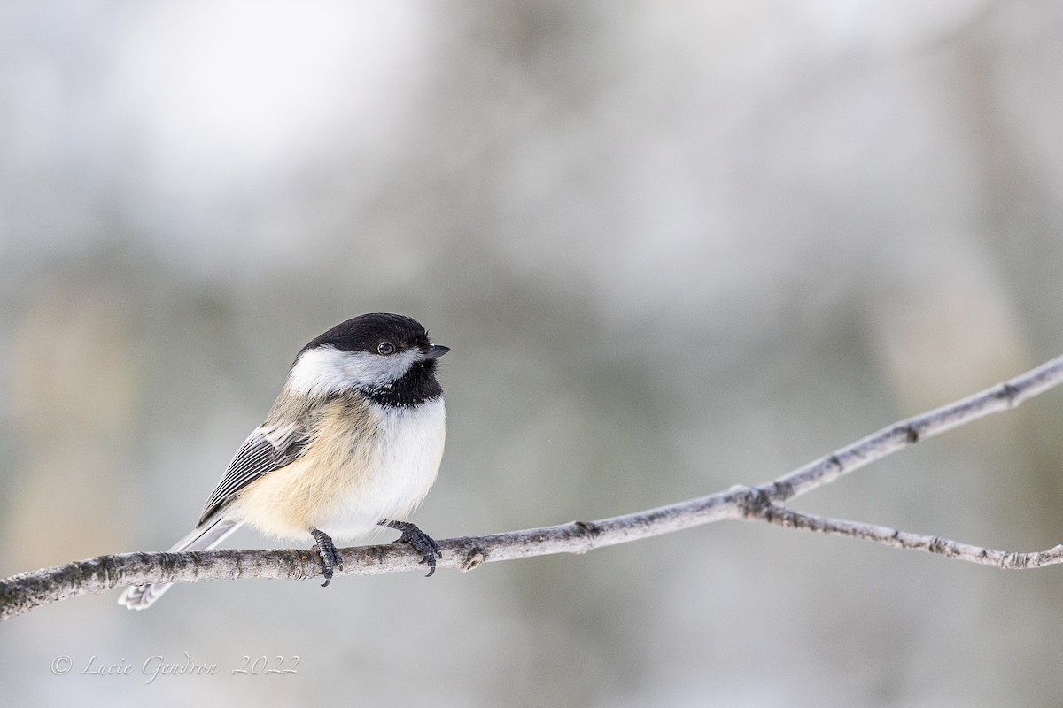 Black-capped Chickadee - Lucie Gendron