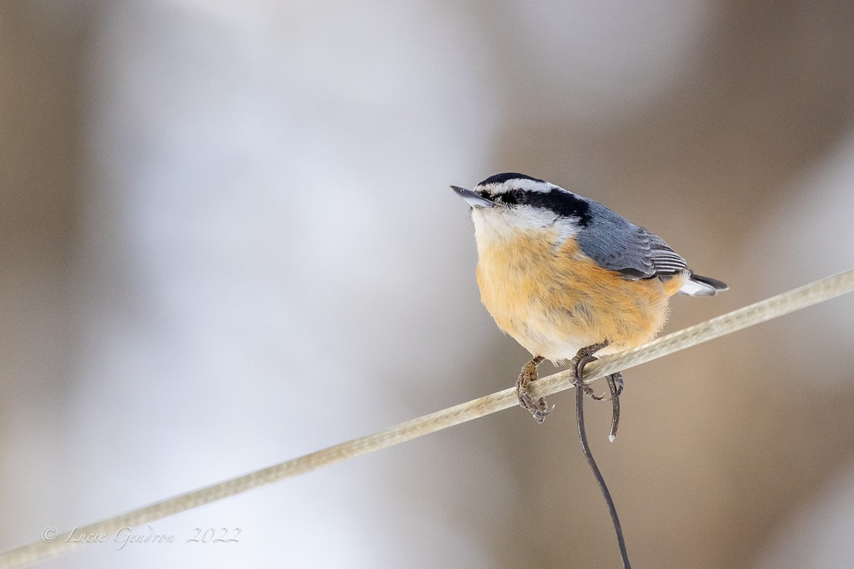 Red-breasted Nuthatch - ML422827701