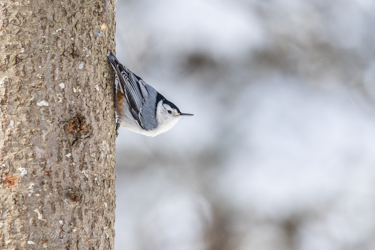 White-breasted Nuthatch - Lucie Gendron