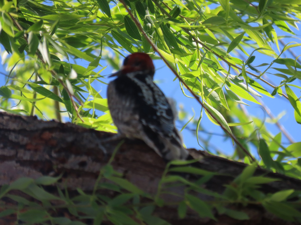 Red-breasted Sapsucker - ML422829111