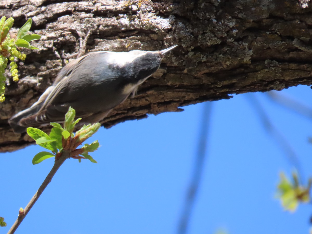 White-breasted Nuthatch - Donna Bray
