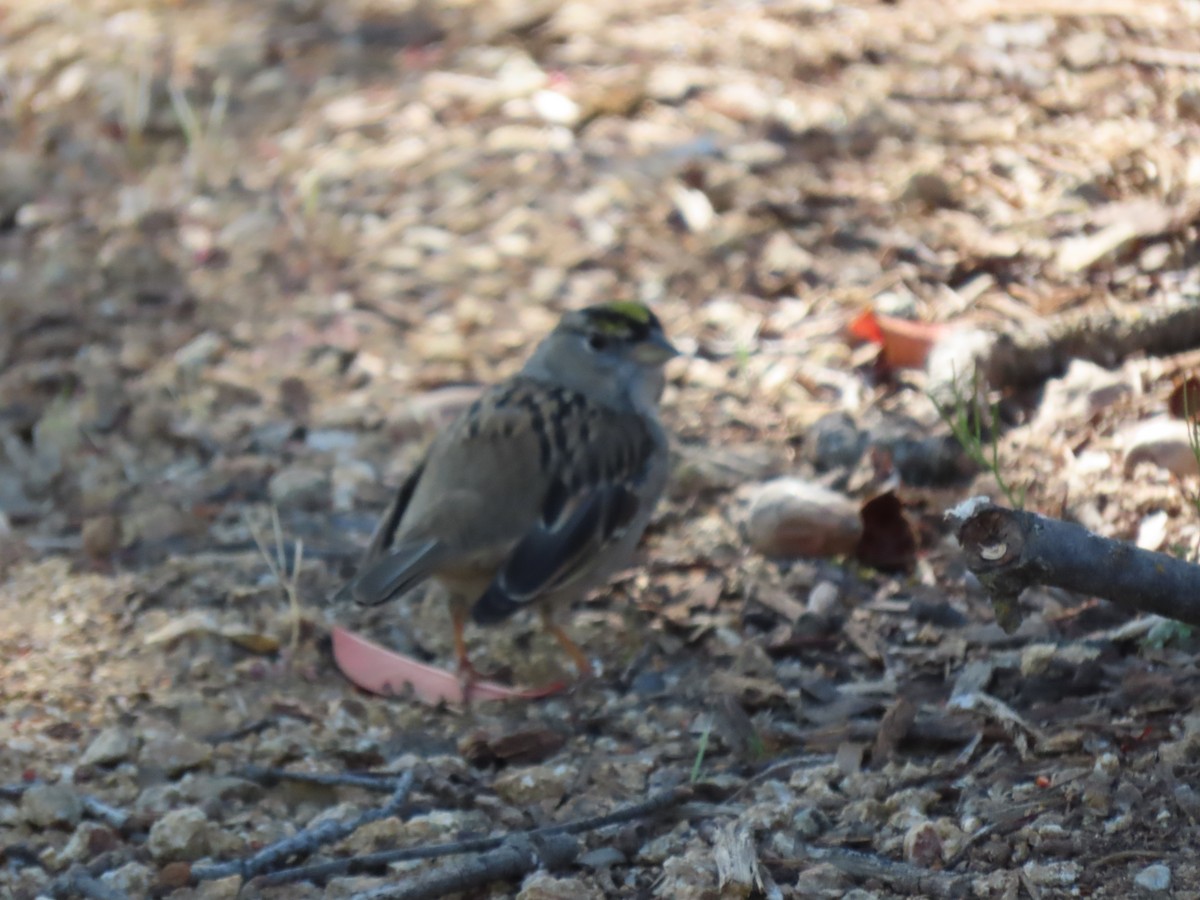 Golden-crowned Sparrow - ML422829761