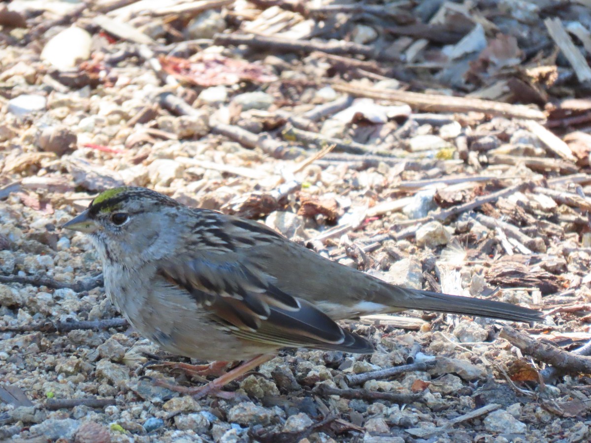 Golden-crowned Sparrow - Donna Bray
