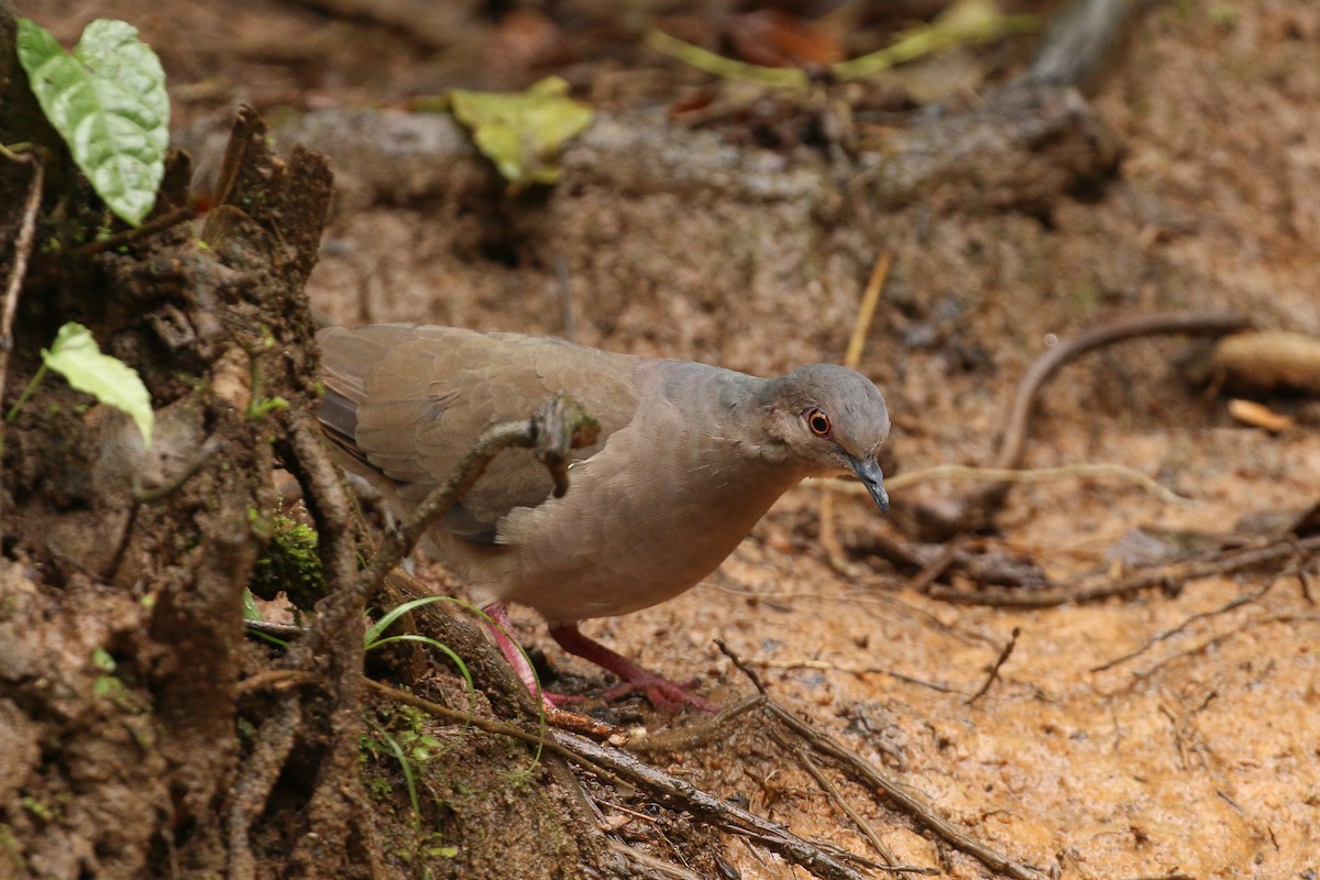 White-tipped Dove - Tommy Pedersen