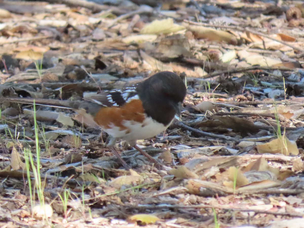 Spotted Towhee - ML422830001