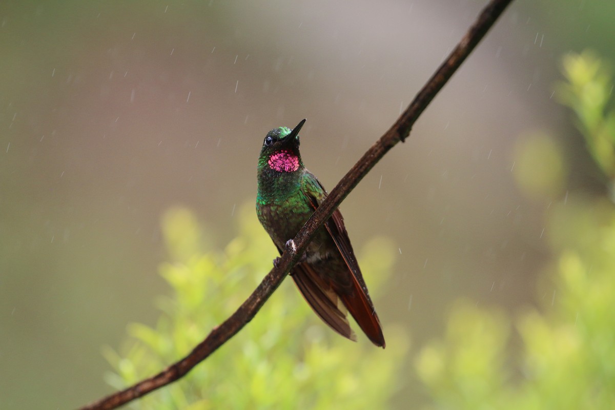 kolibřík brazilský - ML42283051