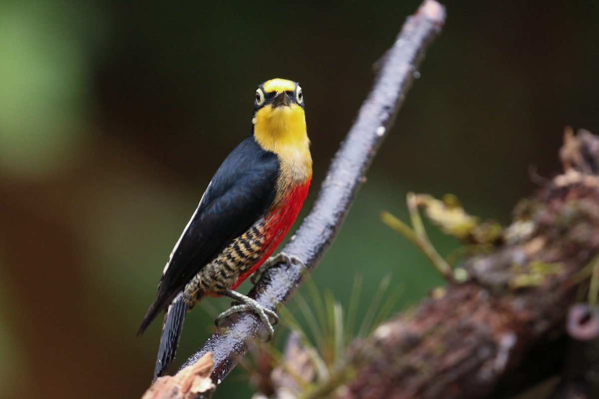 Yellow-fronted Woodpecker - ML42283071