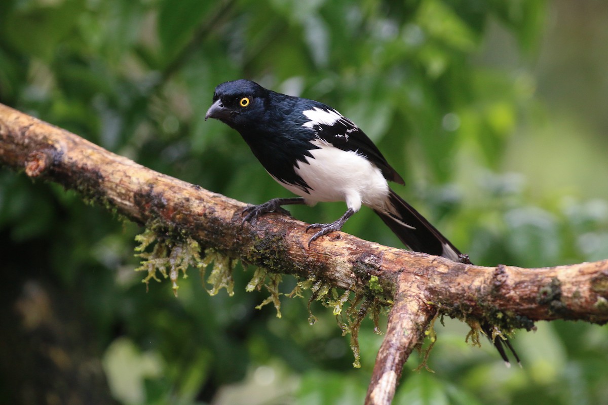Magpie Tanager - ML42283271