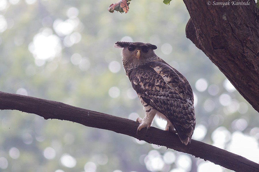 Spot-bellied Eagle-Owl - Samyak Kaninde