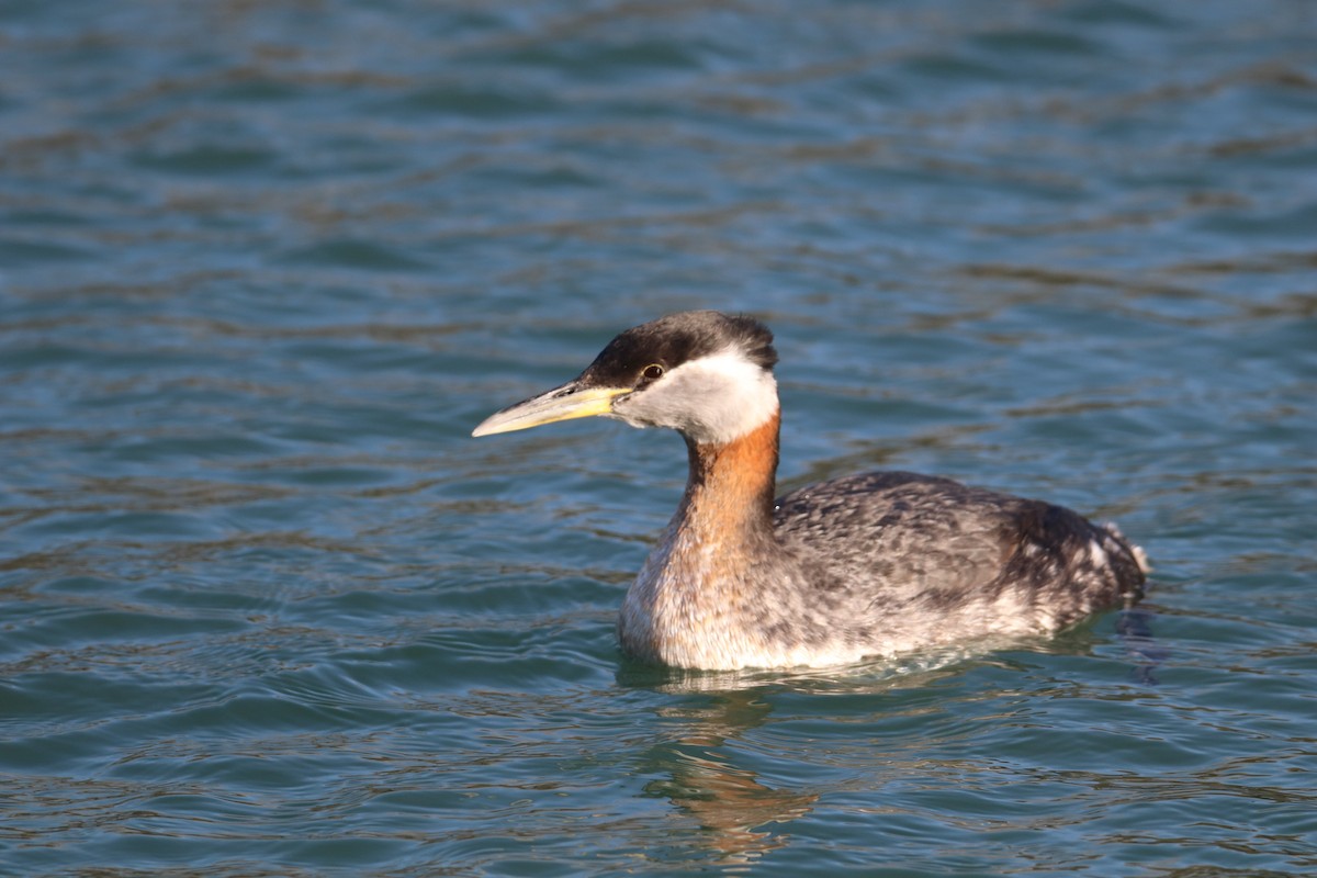 Red-necked Grebe - ML422834221
