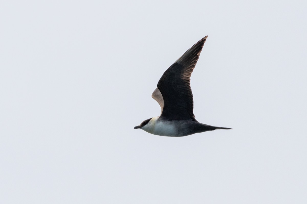 Long-tailed Jaeger - ML422837731