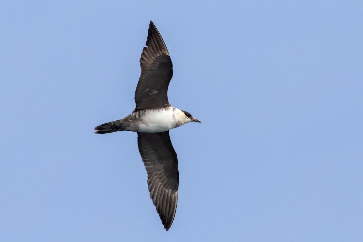 Long-tailed Jaeger - ML422837761