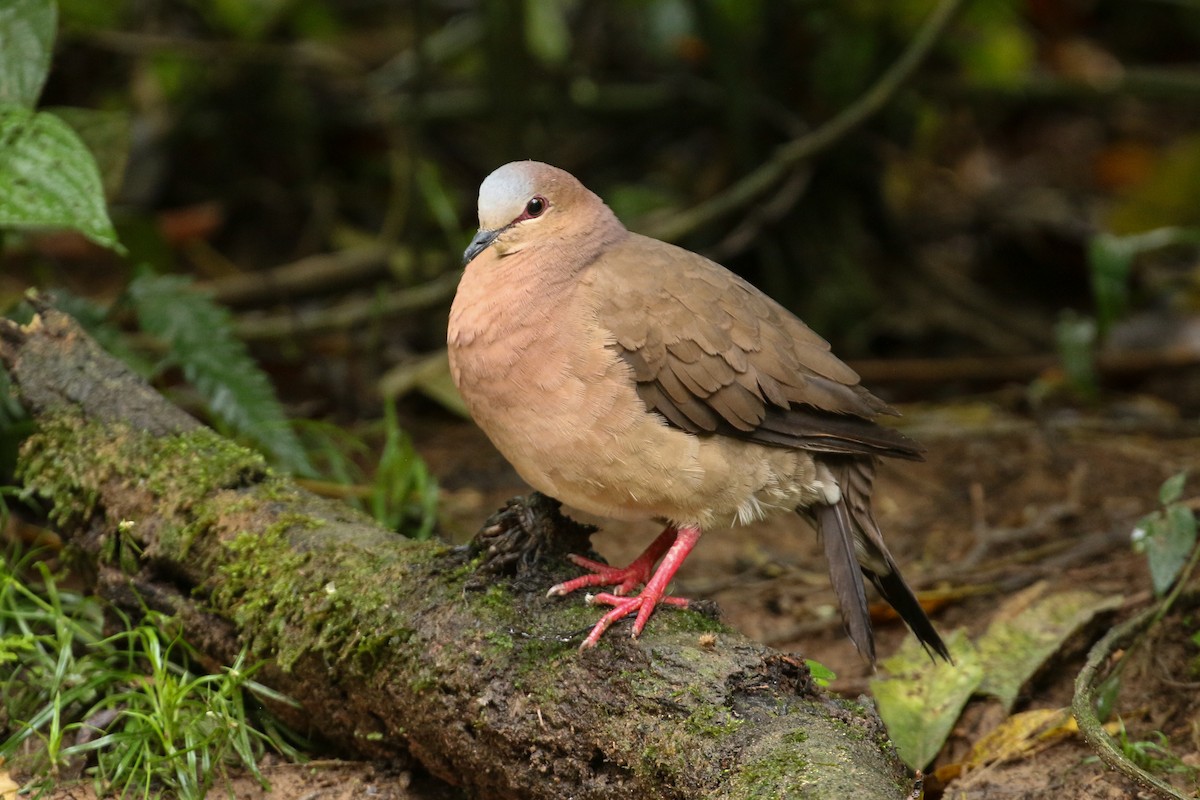 Gray-fronted Dove - Tommy Pedersen
