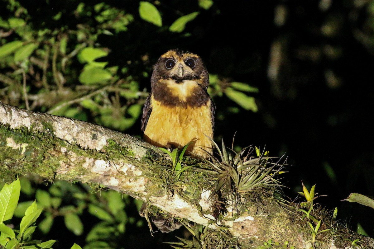 Tawny-browed Owl - ML42284151