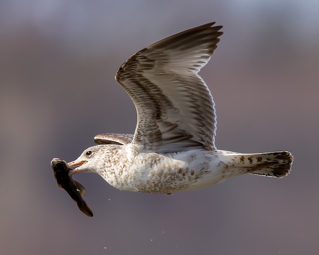 カモメ亜科 Ebird