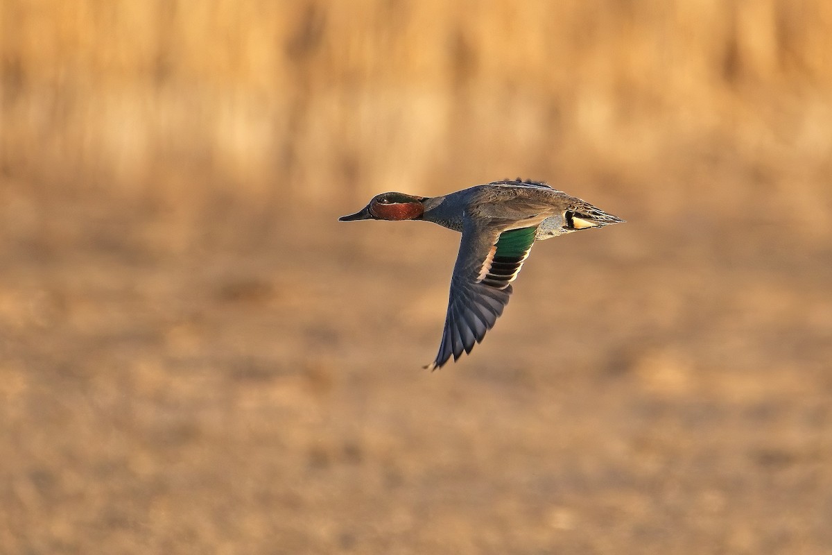 Green-winged Teal - ML422844021