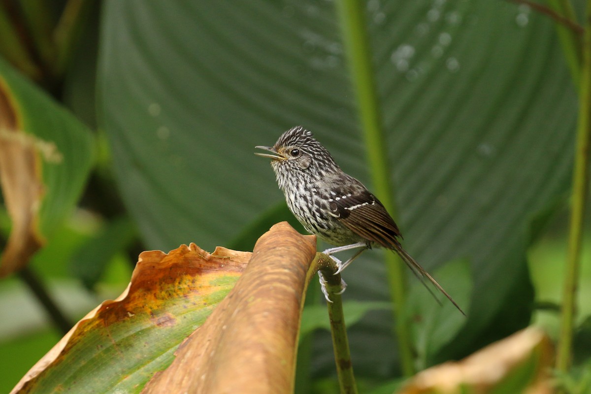 Dusky-tailed Antbird - ML42284521