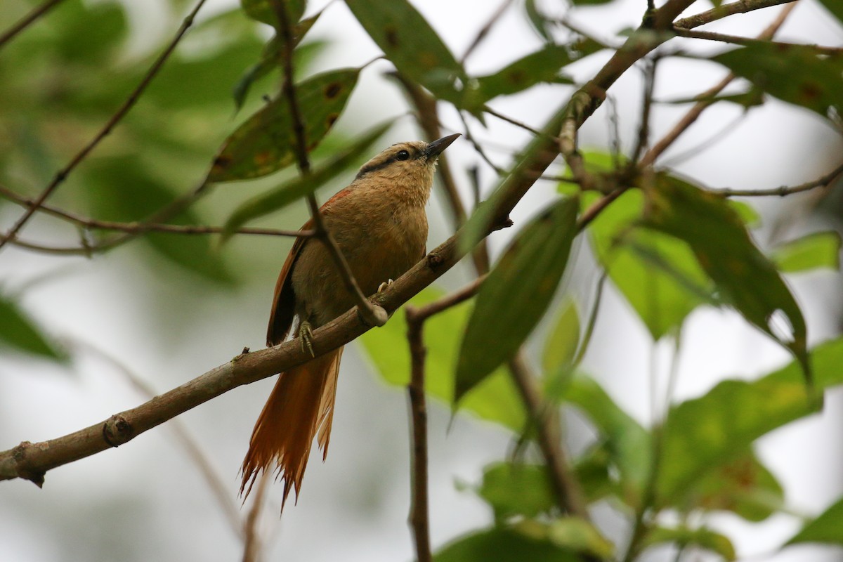 Buff-fronted Foliage-gleaner - Tommy Pedersen