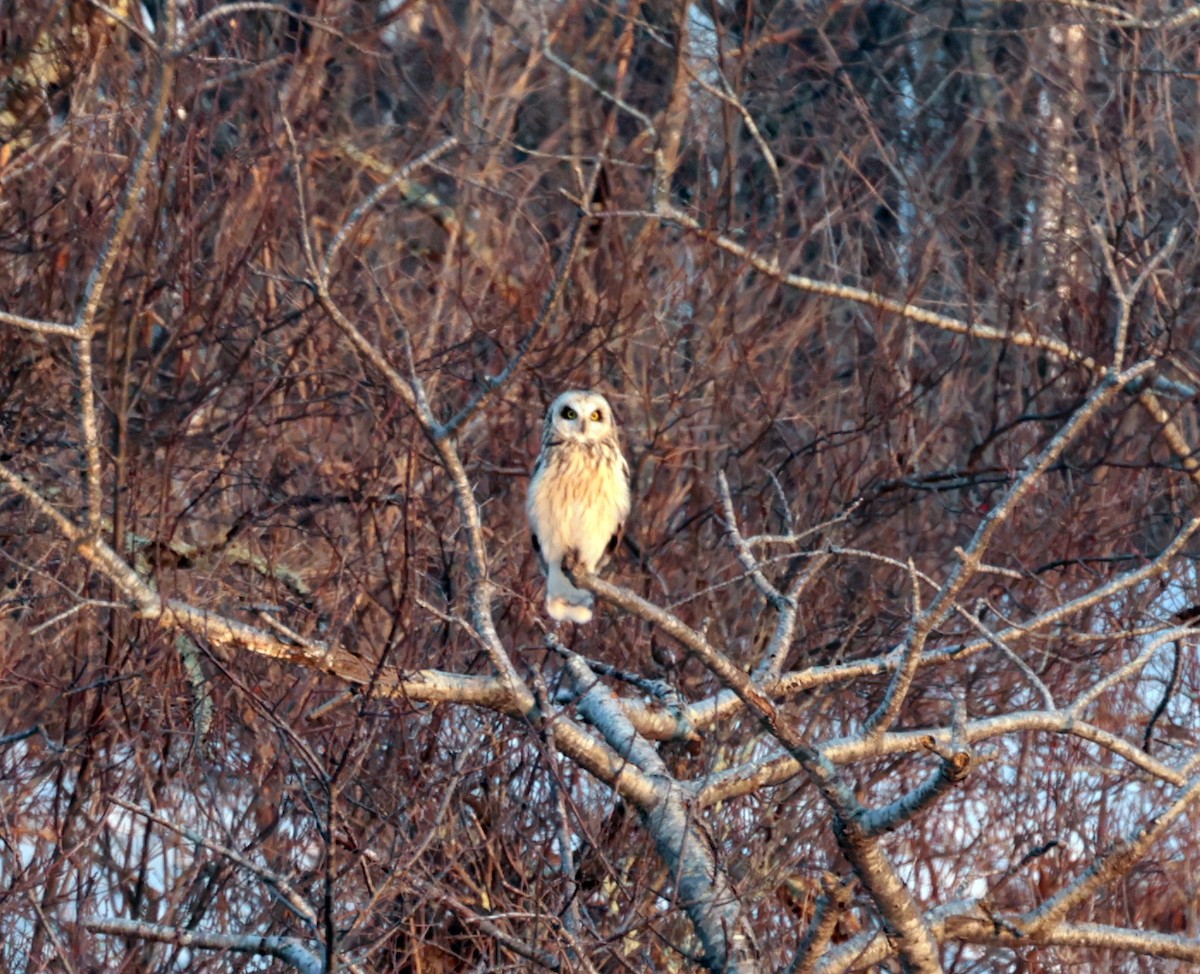 Short-eared Owl - ML422845841