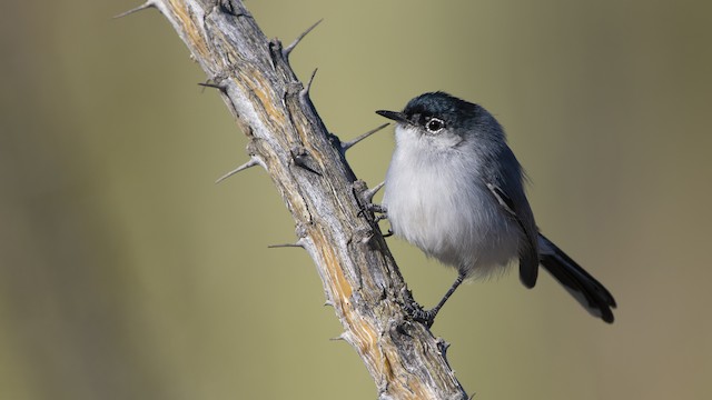 Blue-gray Gnatcatcher - eBird