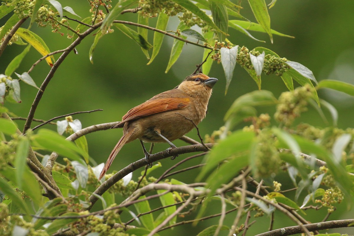 Brown Tanager - Tommy Pedersen
