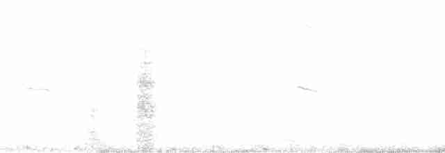 klippehopperpingvin (chrysocome) - ML42285