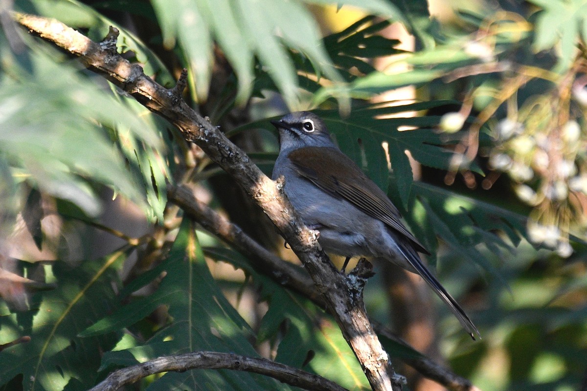 Brown-backed Solitaire - ML422851031