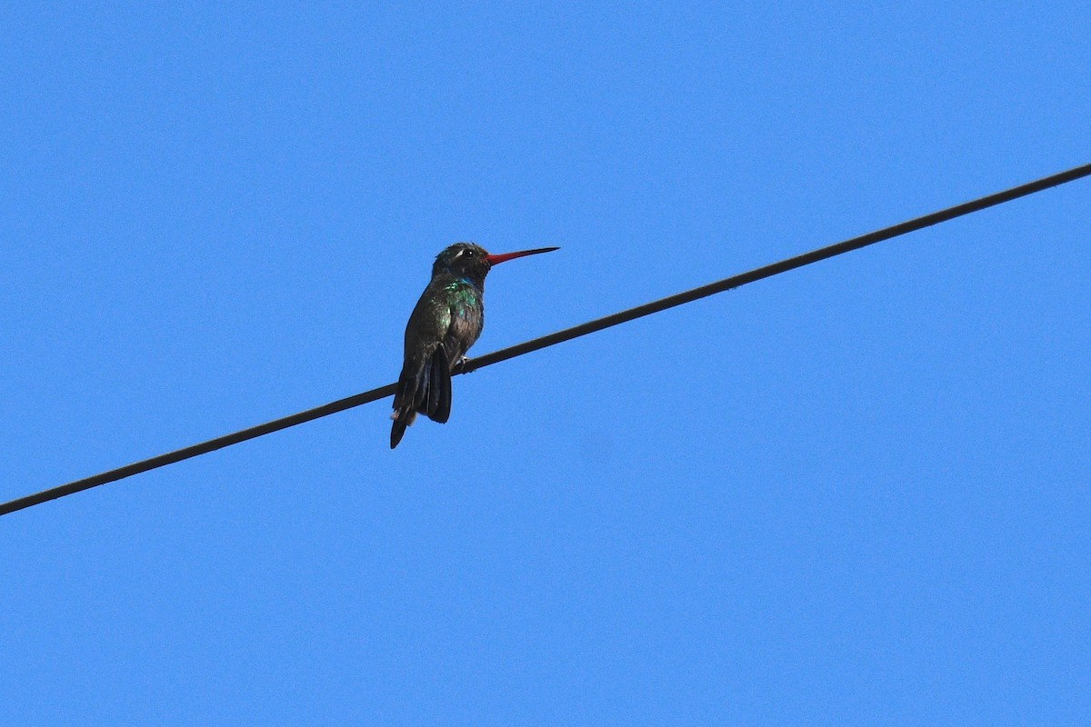 Broad-billed Hummingbird - Will Brooks
