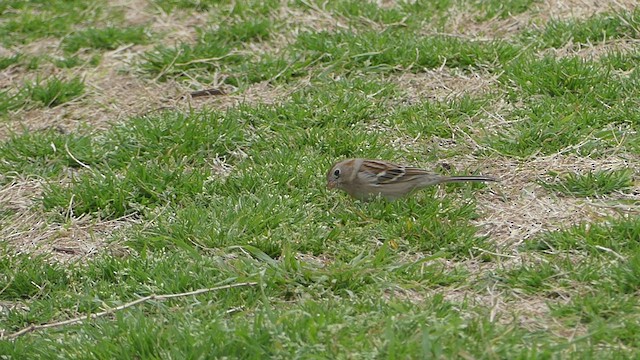 Field Sparrow - ML422852721