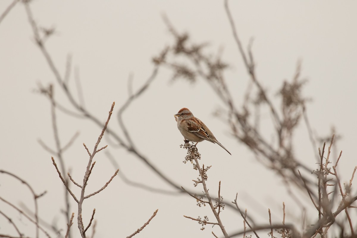 American Tree Sparrow - ML422852821