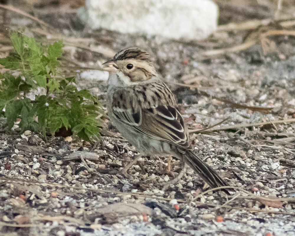 Clay-colored Sparrow - Randy Harrod