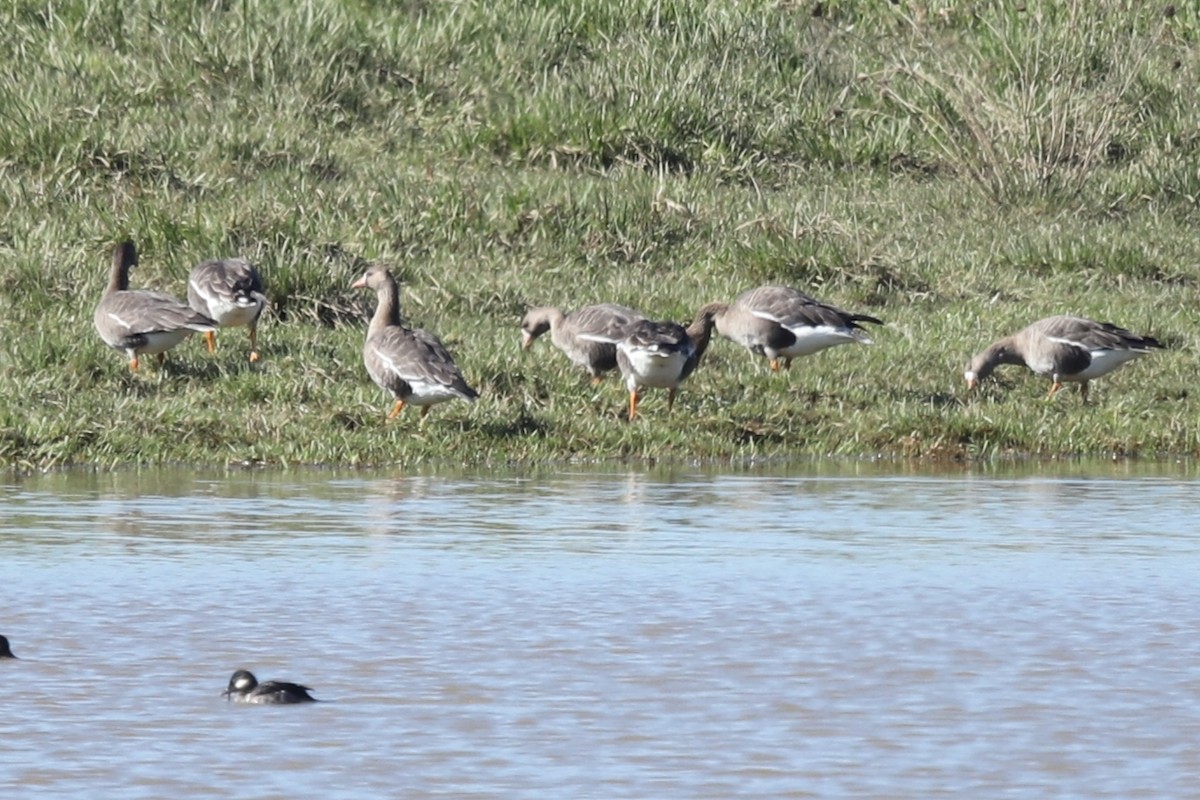 Greater White-fronted Goose - ML422865311