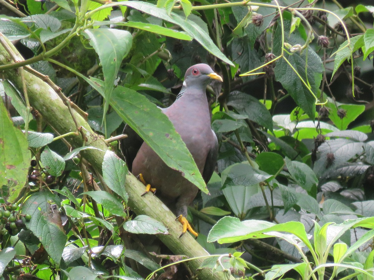 Band-tailed Pigeon - ML422868151