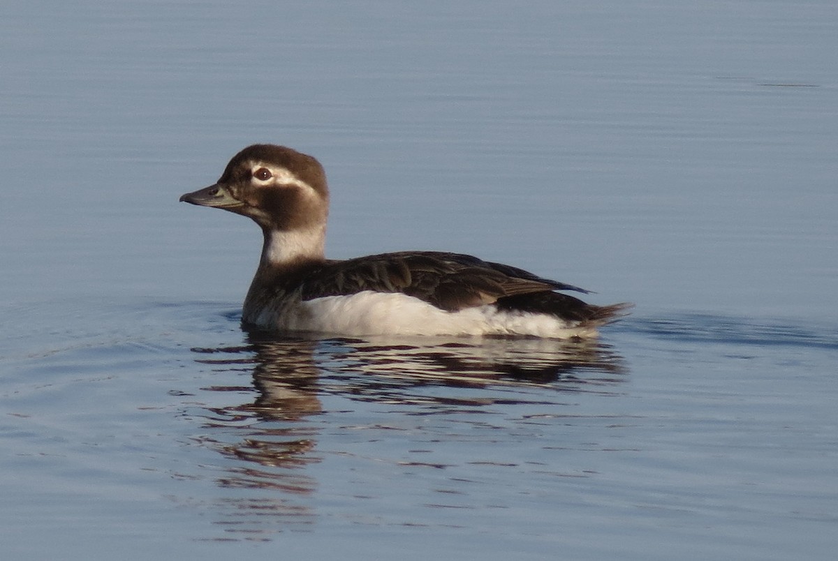Long-tailed Duck - ML42287391