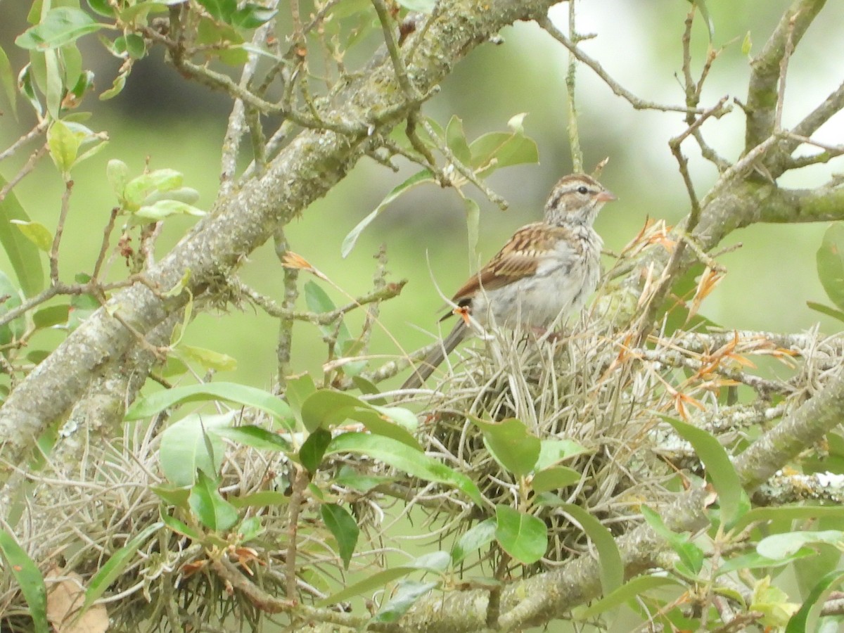 Chipping Sparrow - ML422877531