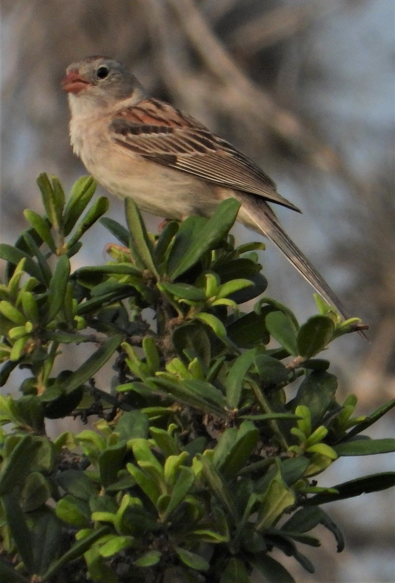Field Sparrow - ML422877761