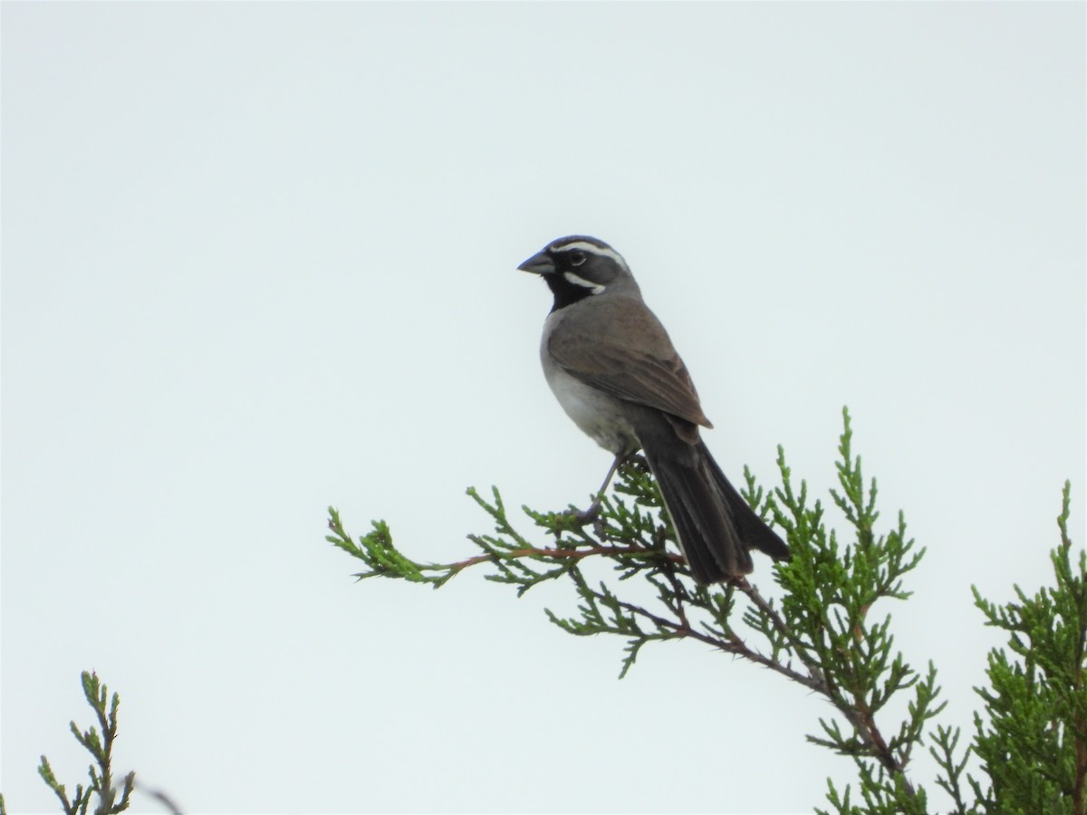 Black-throated Sparrow - ML422878041