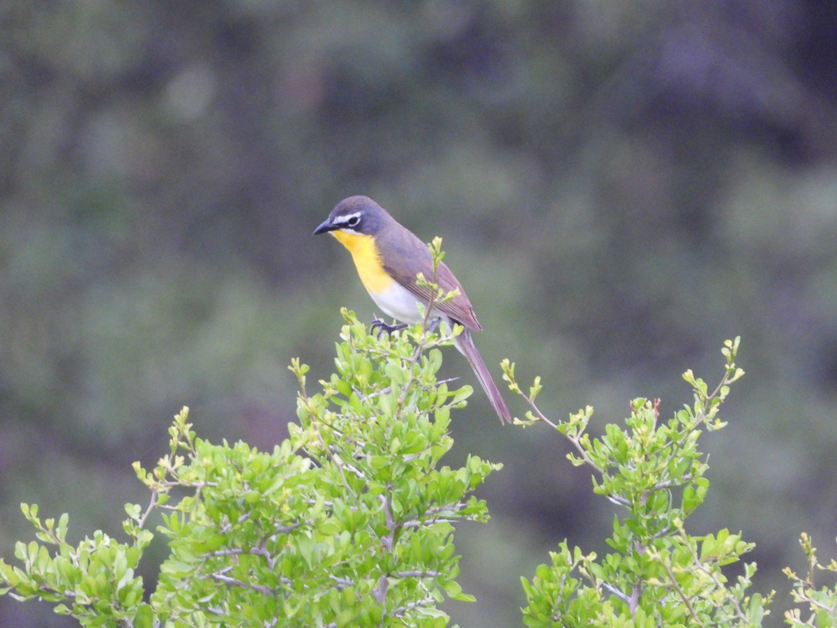 Yellow-breasted Chat - ML422878311