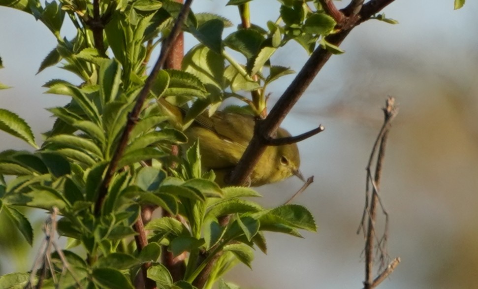 Orange-crowned Warbler - ML422878571