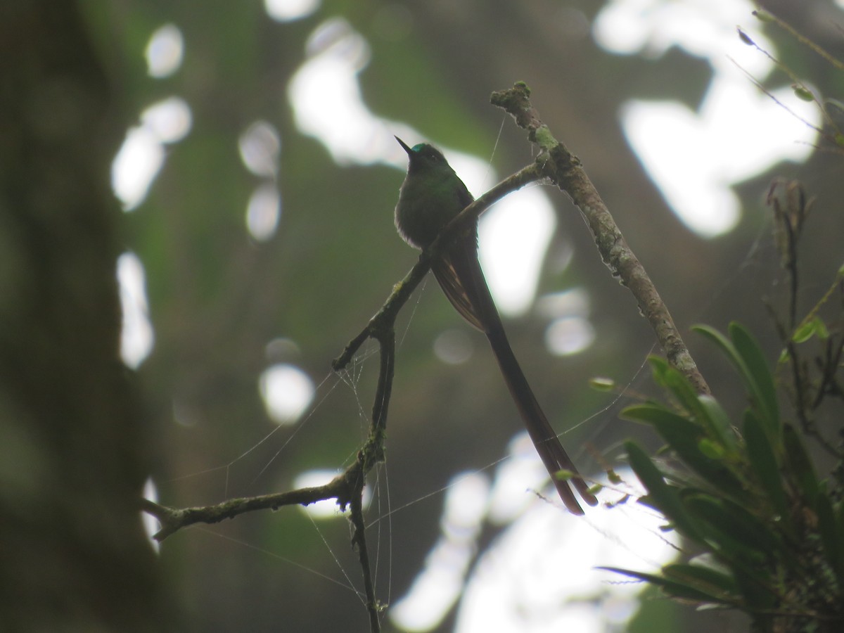 Long-tailed Sylph - ML422879061