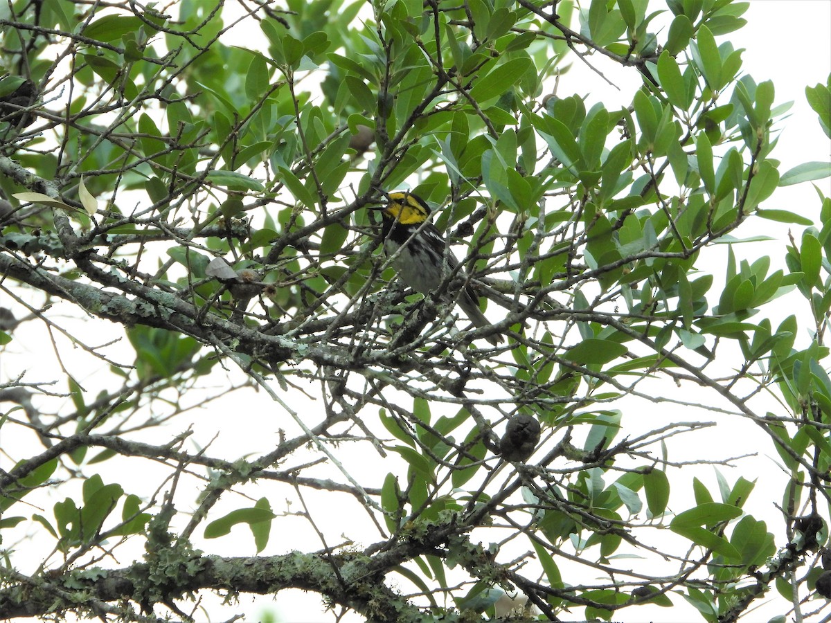 Golden-cheeked Warbler - ML422879101