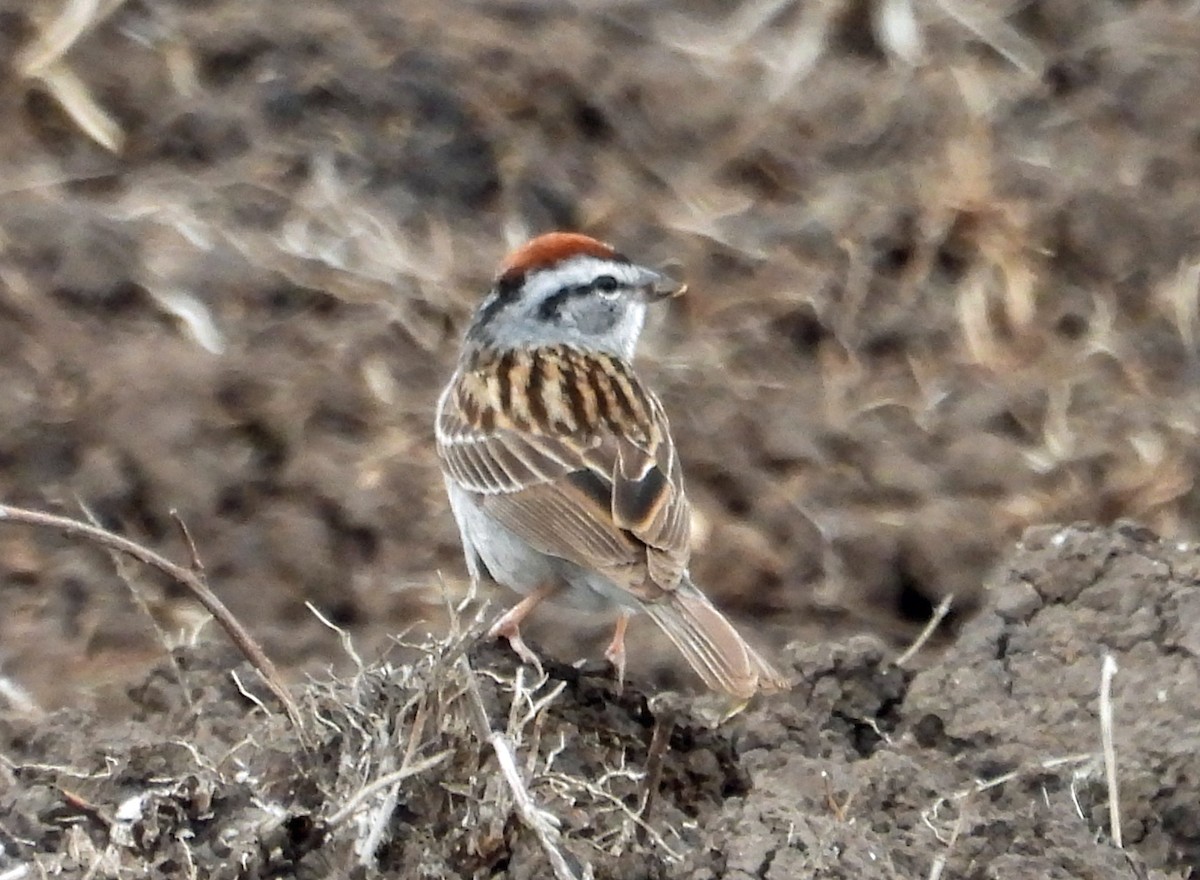 Chipping Sparrow - ML422880181