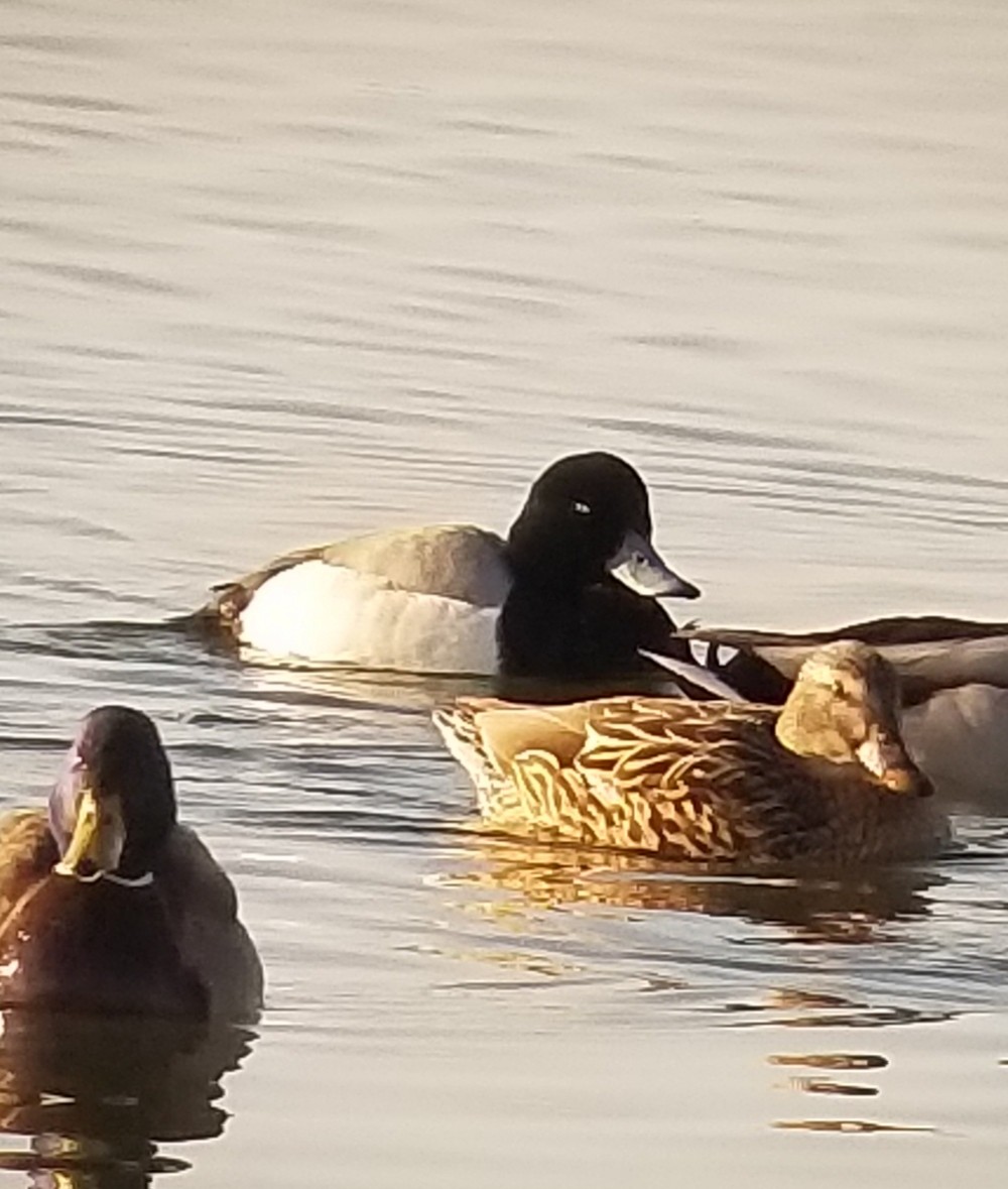 Greater Scaup - ML422880701