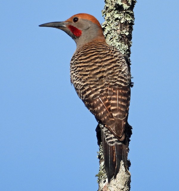 Northern Flicker Male Vs Female