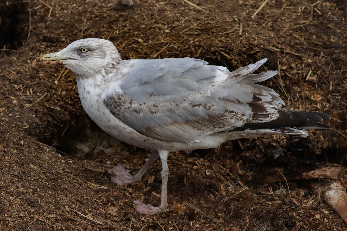 Herring Gull (American) - ML422883071