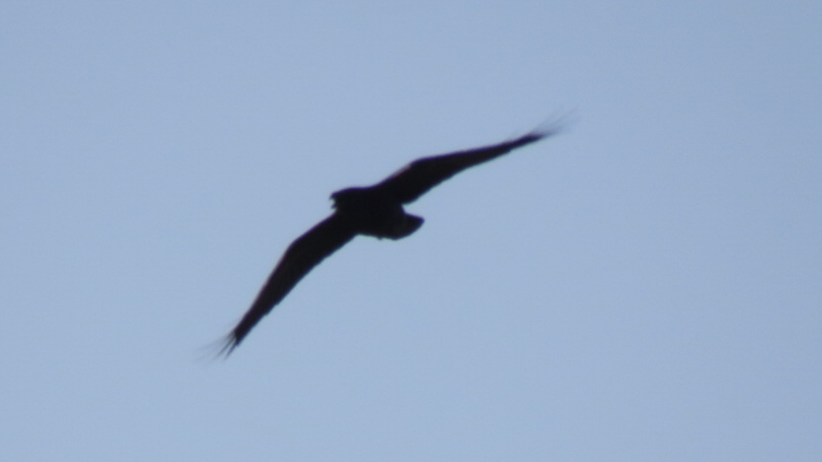 Chihuahuan Raven - ML422884721